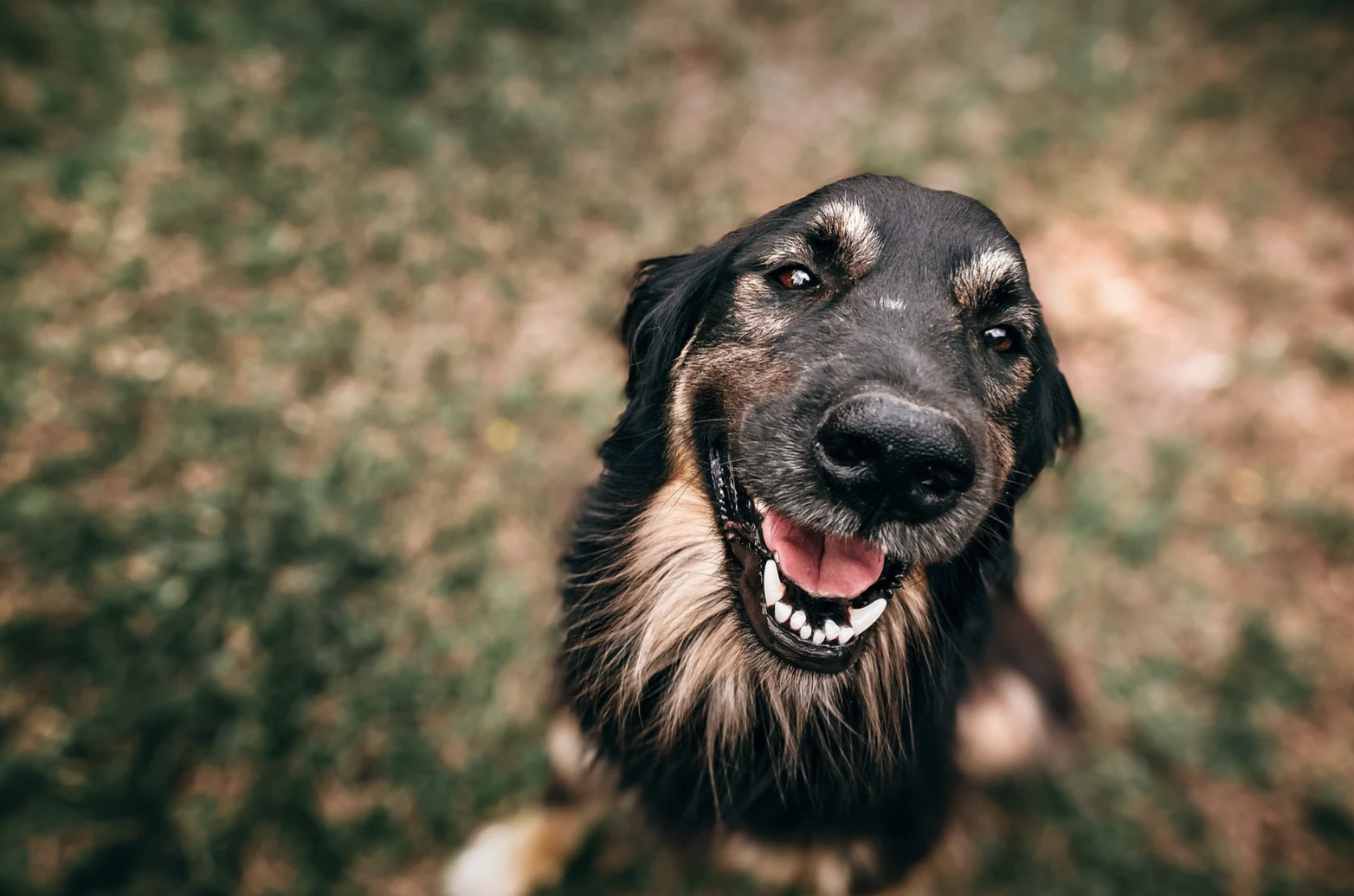 Popular Electric Fence For Dogs